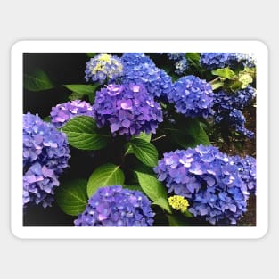 Hydrangea explosion Sticker